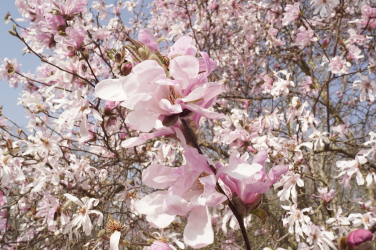 Magnolia loebneri Leonard Messel (4)